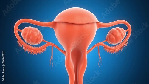 4K Medical Animation of Female Reproductive Anatomy