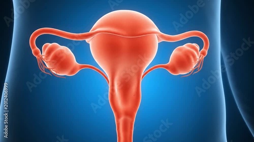 4K Medical Animation of Female Reproductive Anatomy