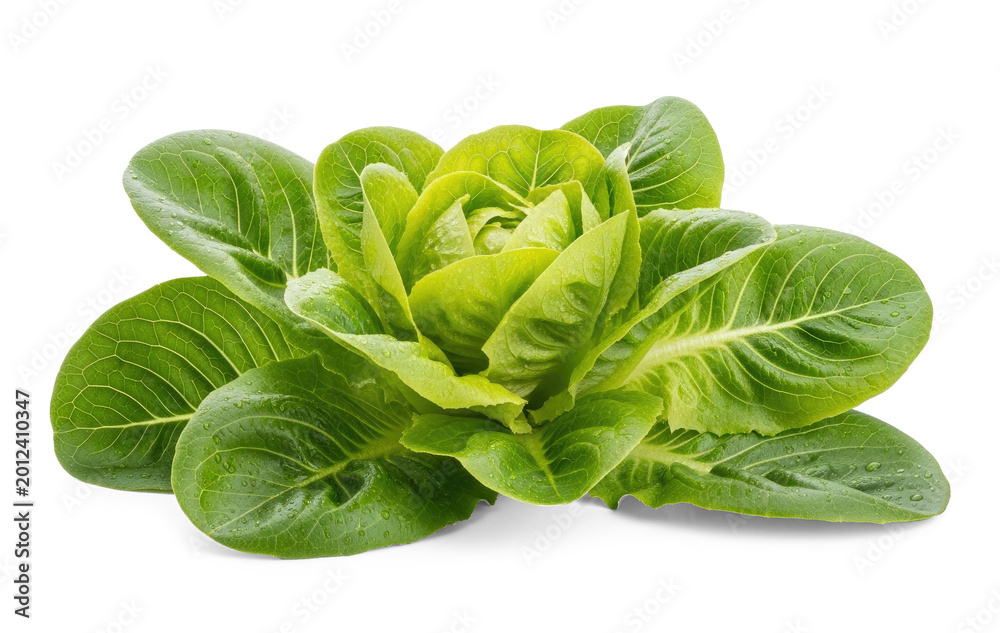 Fototapeta premium A vibrant head of romaine lettuce sits on a transparent background. The lettuce displays tightly packed, layered leaves with a glossy sheen.