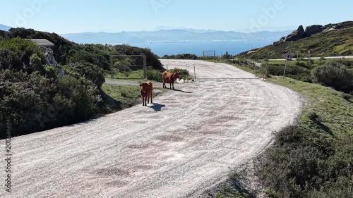 Low-altitude drone shot of two brown cows standing on a dirt road with the blue sea and African coastline visible in the hazy distance.