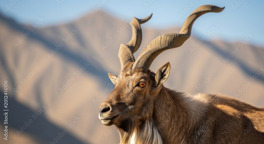 Fototapeta premium Markhor goat with large twisted horns head portrait. Wild mountain mammal standing in nature. Rare herbivore animal in natural habitat, majestic species of goat, wilderness wildlife.