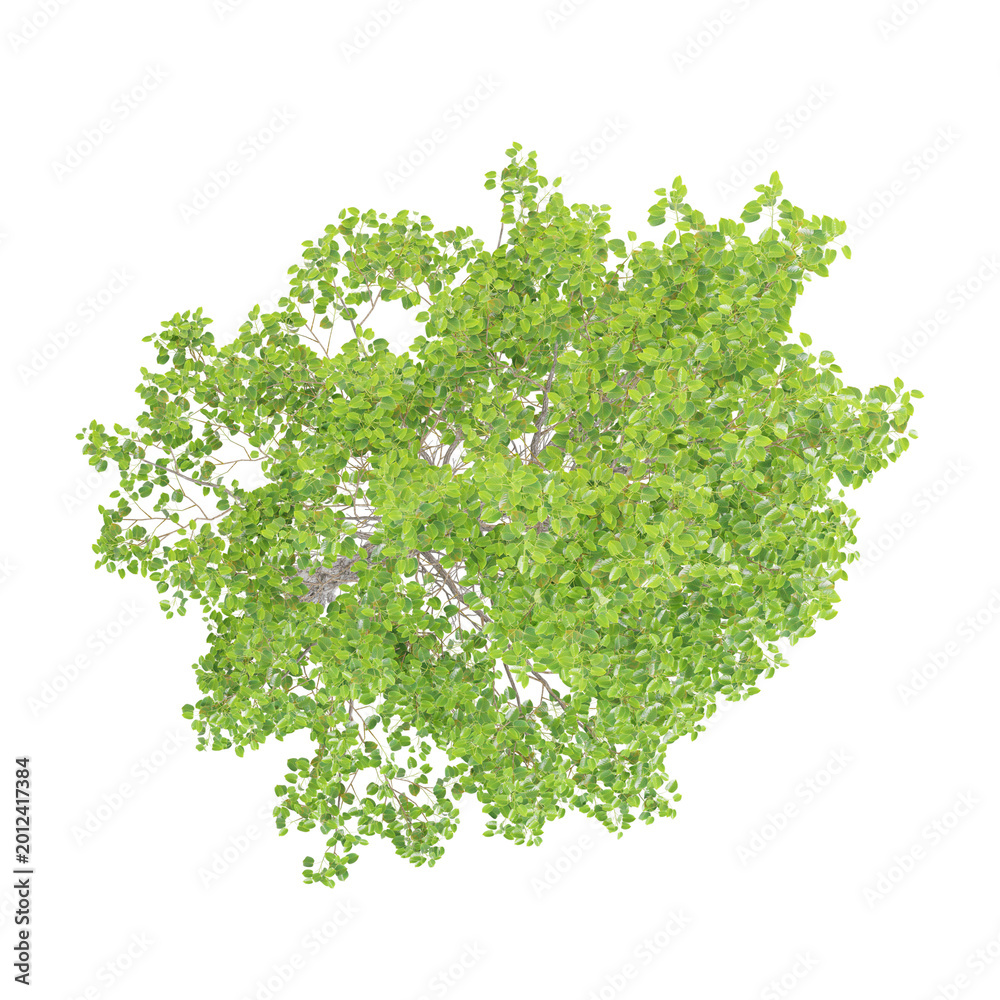 Obraz premium 3d illustration of Italian alder plant isolated on transparent background from top view