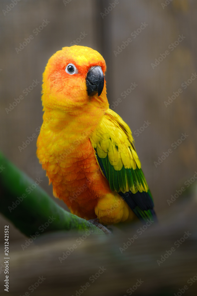 Naklejka premium Sun parakeet