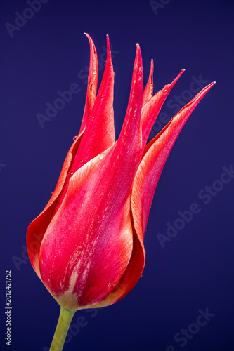 Konstfotografi Elegant Pink Lily Flowered Tulip With Water Drops On Blue