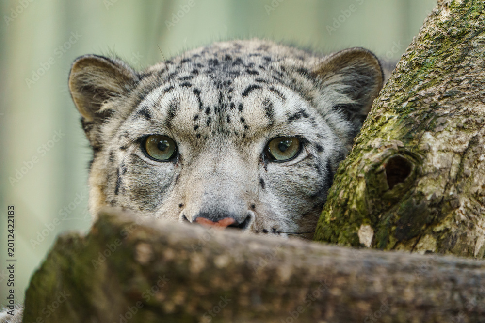 Obraz premium Snow leopard