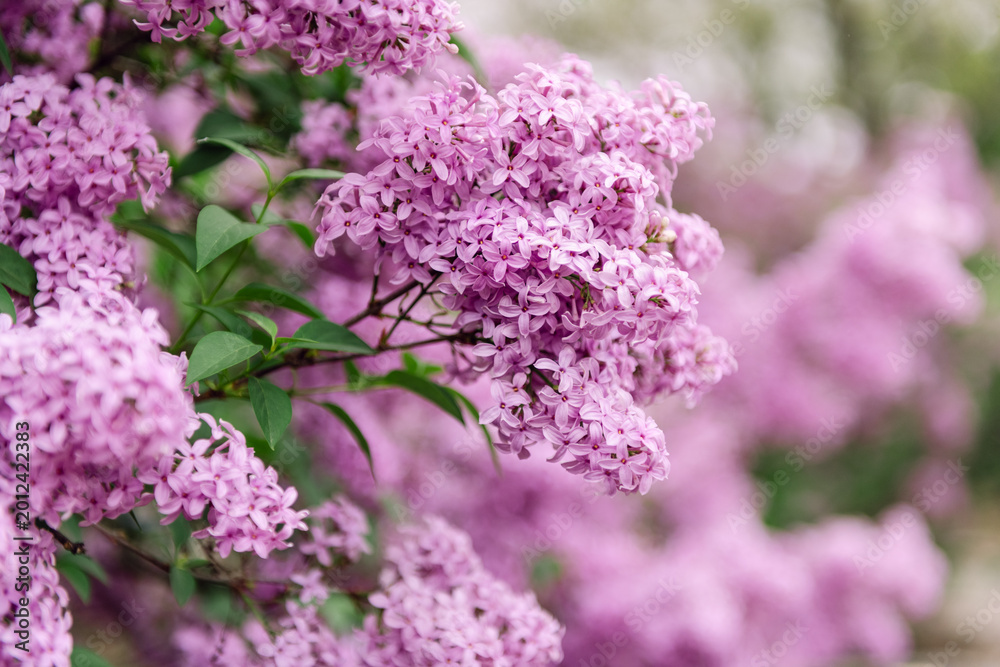Obraz premium Purple lilac blossoms blooming on branch in spring garden