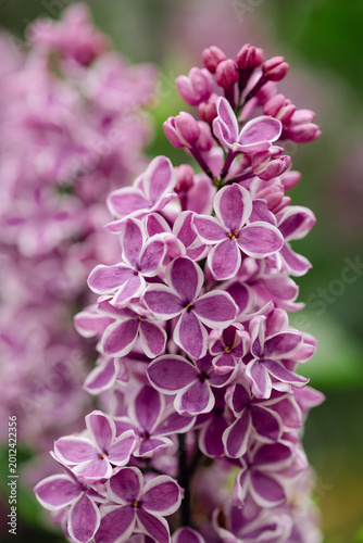Canvastavla Purple and white edged lilac blossoms in soft spring light