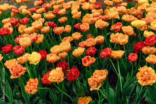 Canvastavla Dense pattern of blooming tulips in spring garden