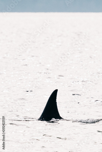 Photography Cropped view of the dorsal fin of Bigg's Orca T419