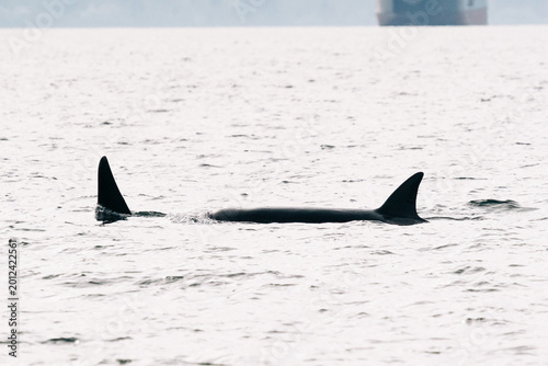 Εκτύπωση καμβά Bigg's Killer Whales T420 and T421 in Samish Bay