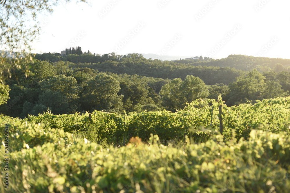 Obraz premium Vineyard in Tuscany, Italy, with sunlit hills. Scenic landscape