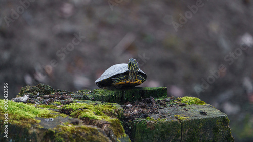 Tableau sur toile Red-eared slide