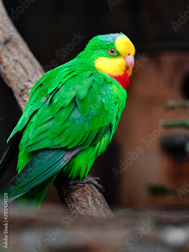 Superb parrot