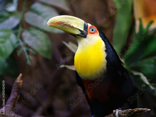Green billed Toucan