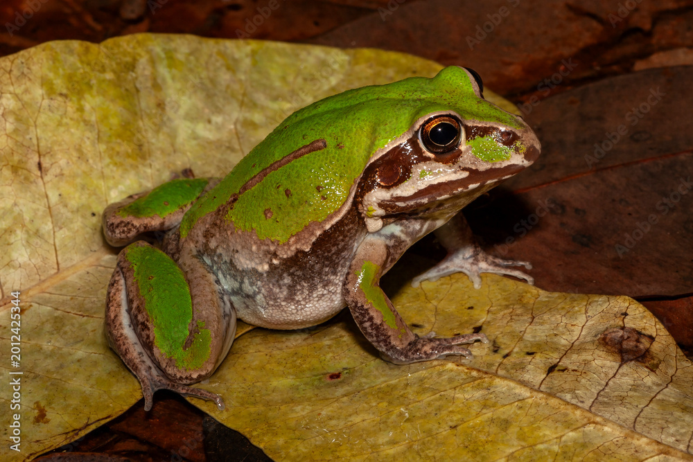 Obraz premium Australian Northern Snapping Frog or Giant Frog