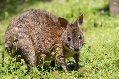 Australian Red-necked pademelon feeding in grassy field