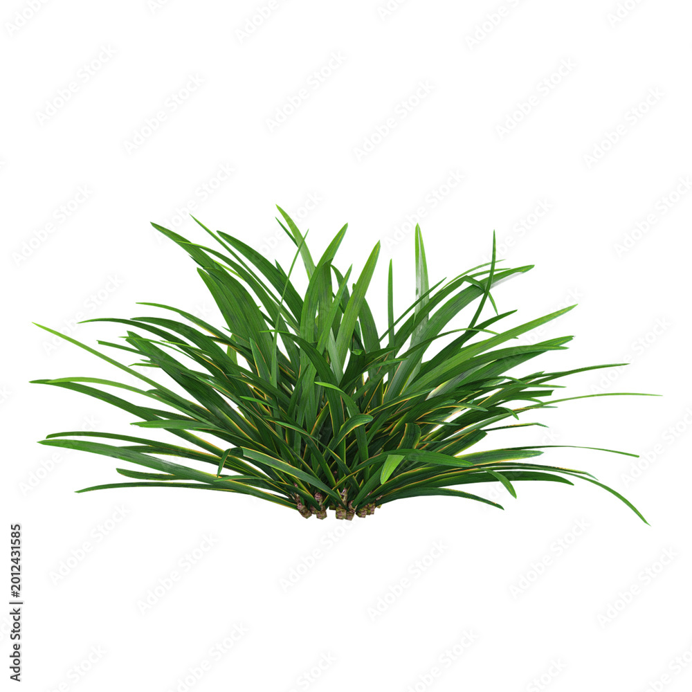 Fototapeta premium 3d Rendering Of Lilyturf plant on Transparent Canvas