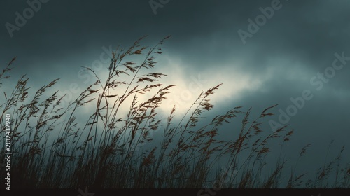 Silhouetted grasses against a moody sky depicting nature and the elements