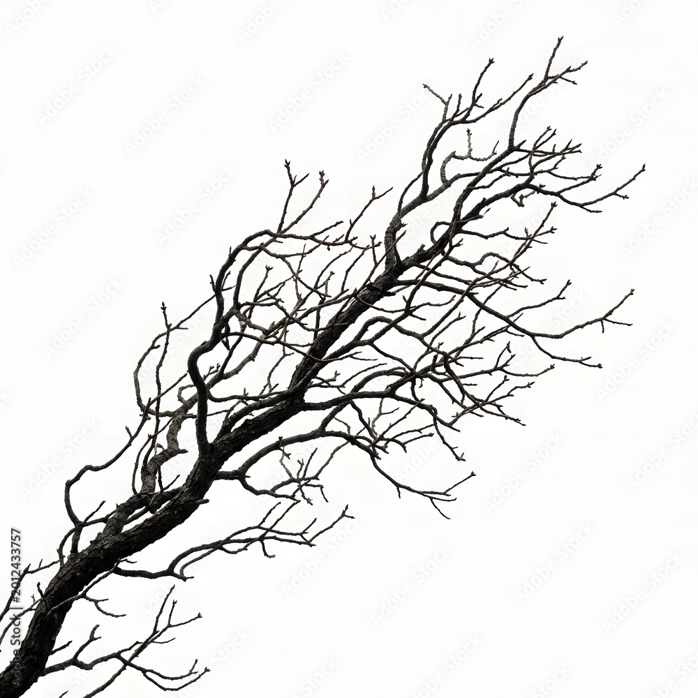 Fototapeta premium Bare tree branch against a white background