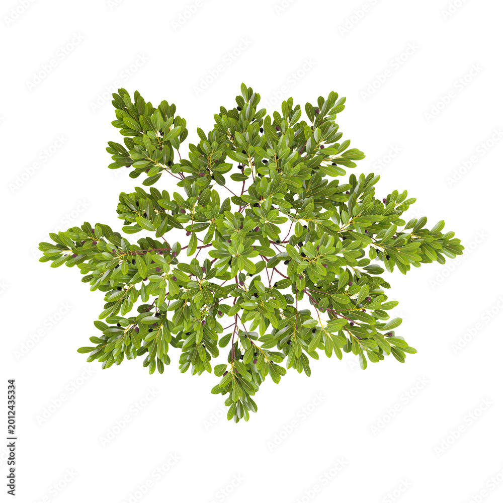 Obraz premium 3D rendering of Western sandcherry plant on transparent background from top view