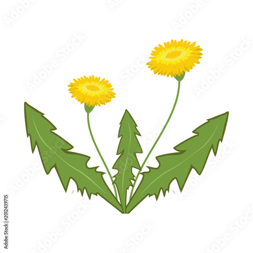 Simple and bright flat vector illustration of two yellow dandelions with green leaves on a white background.