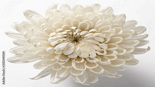white chrysanthemum flower