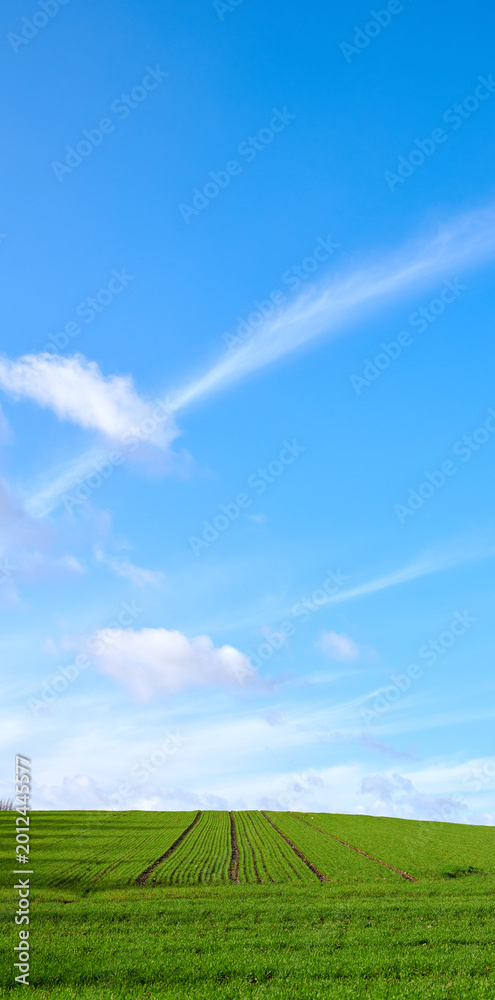 Naklejka premium Blue sky, farm and agriculture in nature with landscape, sustainable environment and horticulture. Agro, green field and grass with horizon, growth and eco friendly pasture with space in countryside