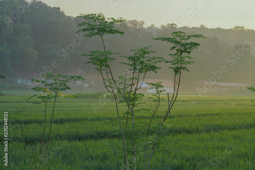 Canvastavla The Moringa tree (Moringa oleifera) is often nicknamed The Miracle Tree becaus