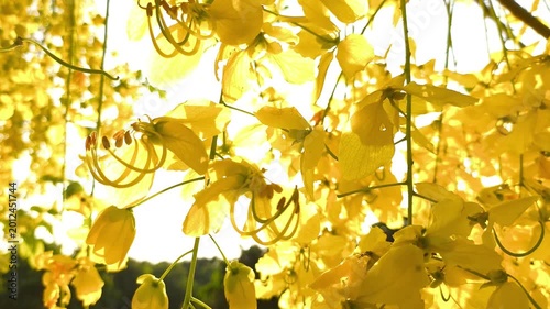  Golden shower tree flowers, outdoor Chiangmai Thailand.
