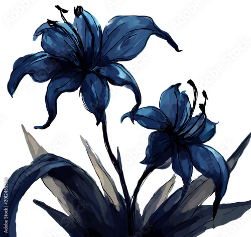 Botany, plants, flowers, unique shapes and designs of a flower growing from green leaves in a simple style on a transparent background, clearly showing the art.