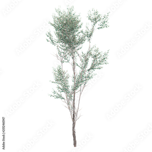 Tableau sur toile collection of Eucalyptus plant with realistic style