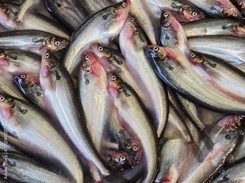 Fotografie Butterfish and pabda fish neatly displayed for sale in a traditional Bangladeshi market