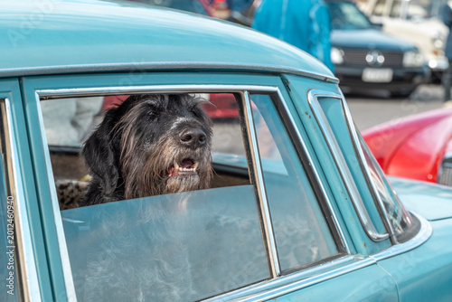 Foto A big cute shaggy black dog looks out of the open window of a vintage retro car