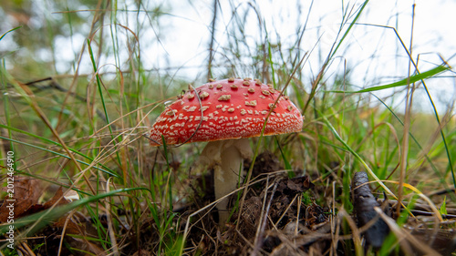 Bild auf Leinwand Fly Amanita Mushroom in the Wild