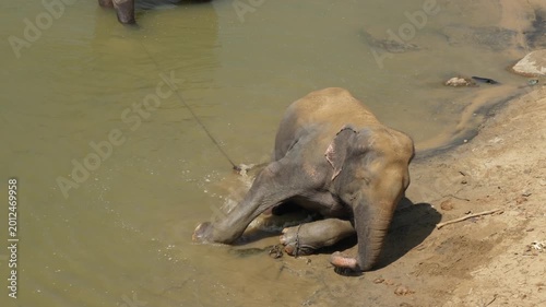 A large dangerous male Asian elephant swims in a river tied with a chain for the safety of tourists