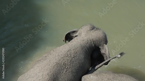 Two elephants rolled in the mud and are going to swim. Asian elephants take a bath in Sri Lanka