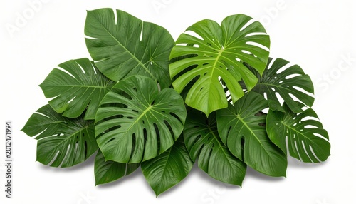 Tropical Monstera Leaves Arrangement Isolated on White Background