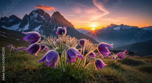 Purple pasqueflower blossoms in the alps at sunrise