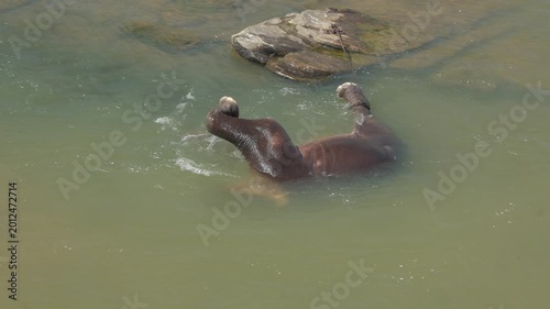 A large dangerous male Asian elephant swims in a river tied with a chain for the safety of tourists
