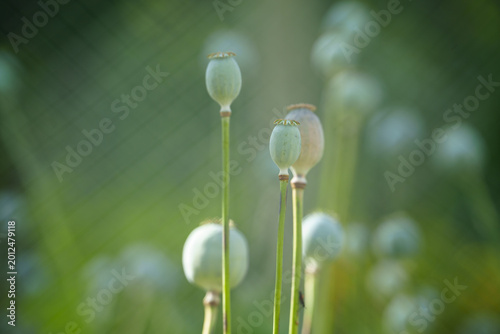 Принти на полотні A close up view of several green poppy seed pods growing in a summer garden with