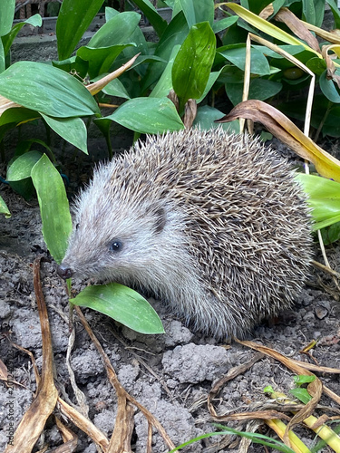 Hedgehog Foraging in the Garden