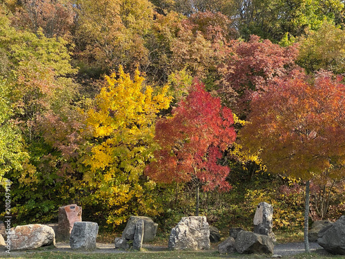 Vibrant Autumn Foliage and Stones