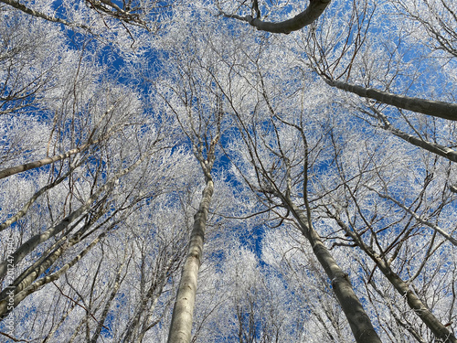 Frozen Treetops Under Blue Sky