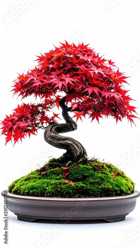 Twisted red maple bonsai tree, vibrant leaves, mossy base, white background