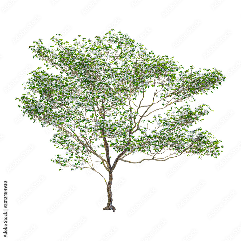 Obraz premium collection of Floweing white dogwood plant with realistic style