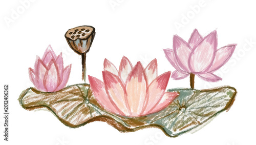 Fotografía Pink lotus flowers and seed pod on textured leaves, isolated on transparent back
