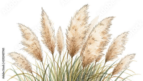Tableau sur toile Fluffy beige pampas grass plumes with green stalks, isolated on transparent back