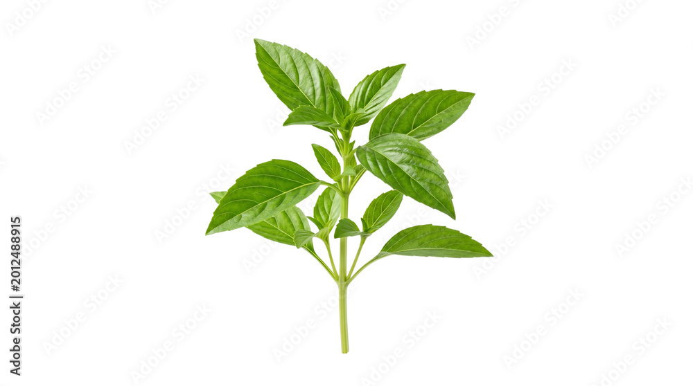 Obraz premium Fresh green basil sprig with vibrant leaves, organic aromatic culinary herb for cooking, raw sweet basil plant branch for food seasoning isolated PNG with Transparent Background