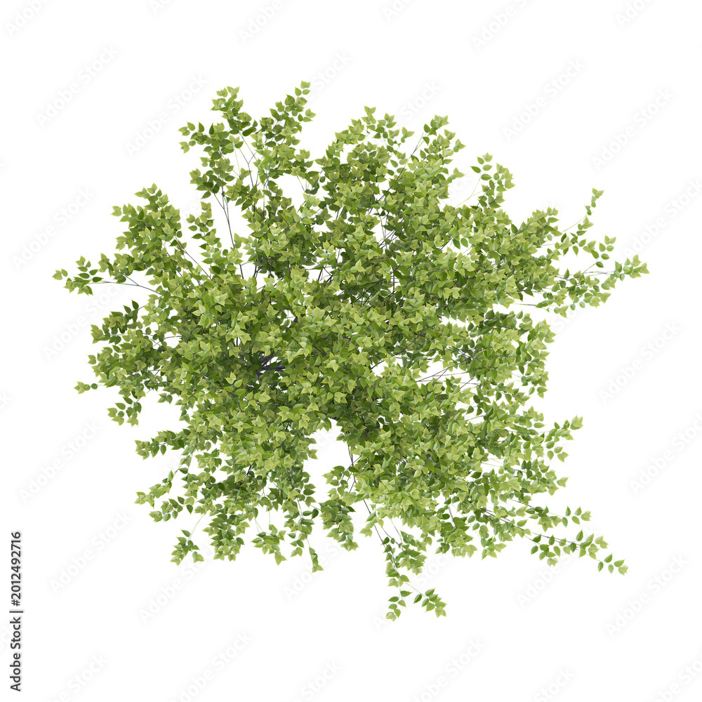 Fototapeta premium collection of green vase zelkova plant with realistic style from top view