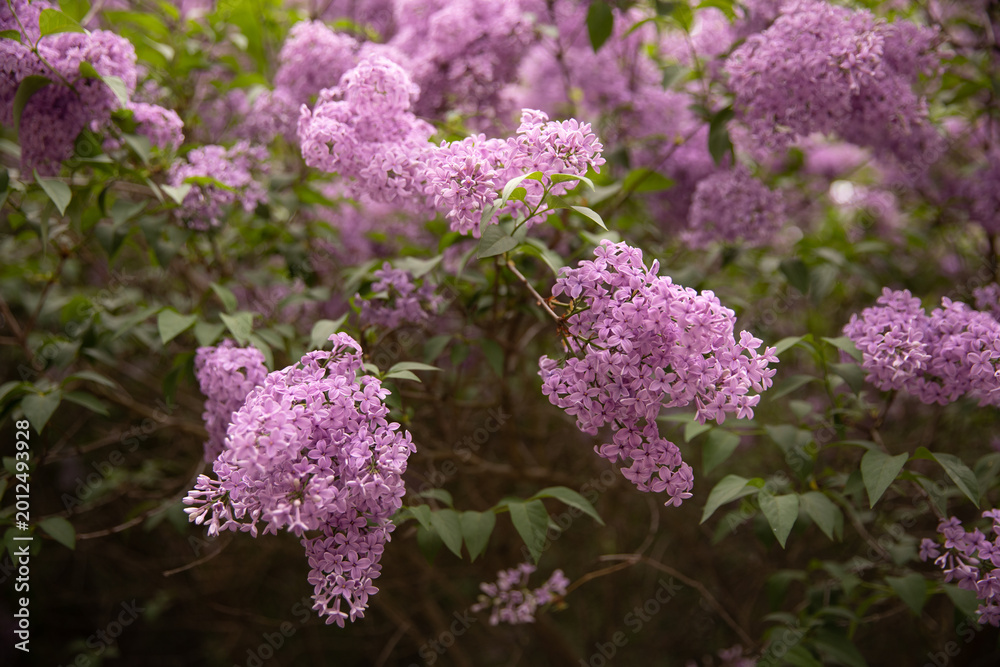 Fototapeta premium Close-up of lush lilac branches with a blurred natural background. High-resolution stock image for botanical themes, landscaping layouts, and decorative floral headers.